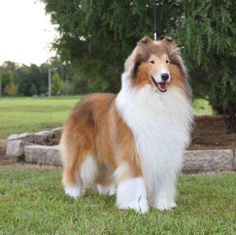 Rough Collie Dog, Collies Dog, Velcí Psi, Rough Collie Puppy, Collie Breeds, Most Expensive Dog, Rough Collies, Beautiful Dog Breeds, Shetland Sheep