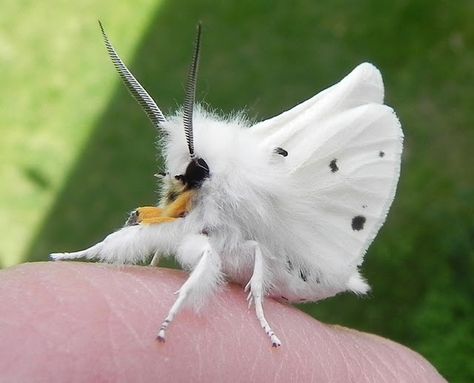 Venezuelan Poodle Moth, Poodle Moth, Cute Moth, Cool Insects, Tiger Moth, Moth Caterpillar, A Bug's Life, Beautiful Bugs, Bugs And Insects