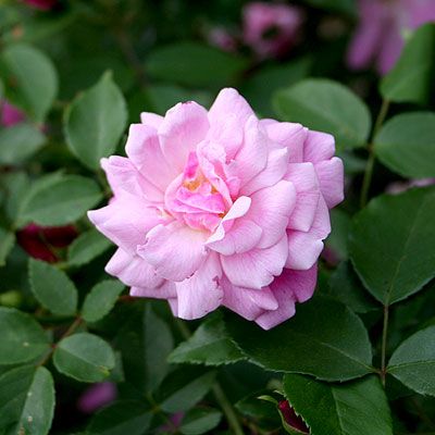 The China (Rose) Revolution | Thomas Jefferson's Monticello China Rose Flower, Rose Nursery, Rose Belle, Pink China, Garden Diary, Sweet Flowers, China Rose, Yellow Tea, Belle Rose