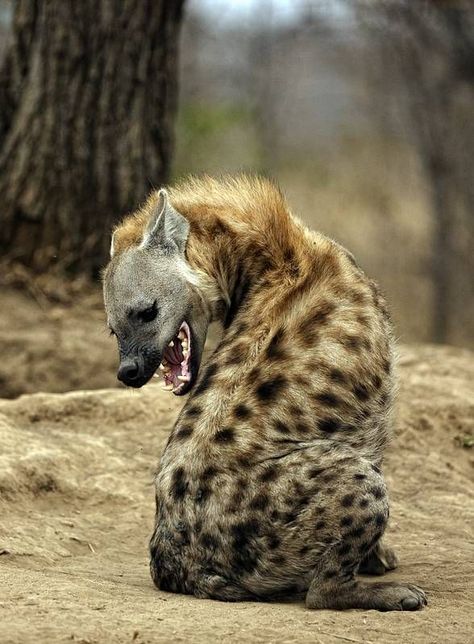 Hyena, Brown Hyena, Striped Hyena, Spotted Hyena, African Wild Dog, Wild Dogs, African Animals, Wildlife Animals, On The Ground