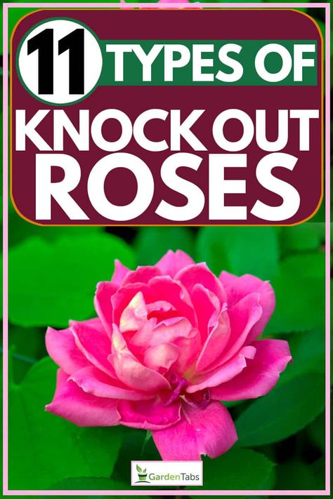 Bonito, Rose Bush Types, Rose Types Different, Types Of Roses To Grow, Roses Types Different, Double Knock Out Roses Landscape Ideas, Petite Knockout Roses Landscaping, Coral Knockout Roses, Knock Out Roses Care