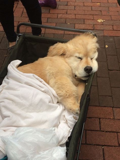 My School Always Brings A Bunch Of Therapy Dogs On Campus During Midterms To Cheer People Up And Look At This Lil Guy That Was On The Diag Today School Tired, Sporting Lisbon, Puppy School, Golden Retriever Mix, Betting Tips, Therapy Dogs, Golden Retriever Puppy, Bacardi, Retriever Puppy