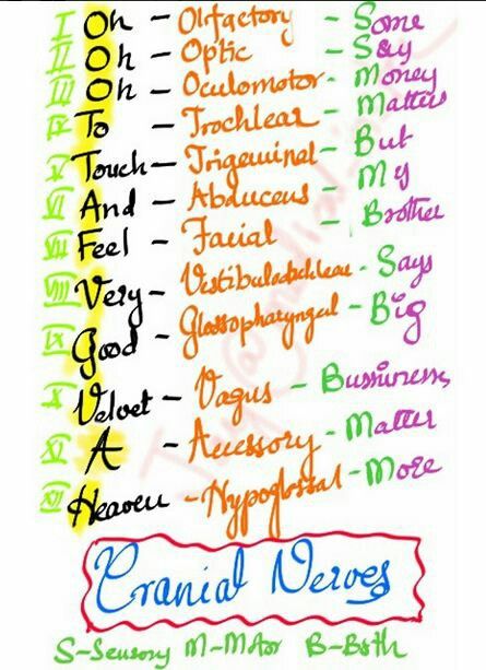 Nerves System, 12 Nerves Of The Brain, 12 Cranial Nerves Mnemonic, Nursing Infographic, Afferent And Efferent Nerves, Interview Nerves, Cranial Nerves Mnemonic, Physician Assistant School, Learn Biology