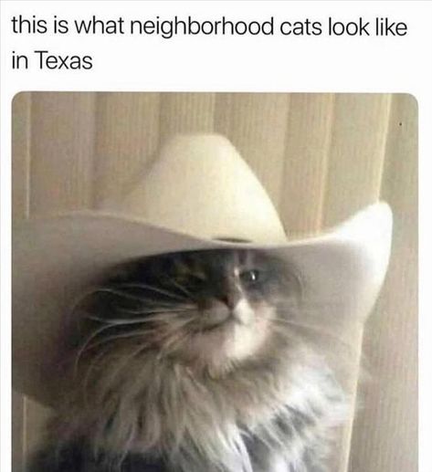 this is what neighborhood cats look like in Texas Cats In Hats, Here Kitty Kitty, Kitty Kitty, Crazy Cat, Kitty Cats, Too Funny, Crazy Cat Lady, Cats Kittens, Cat Lady