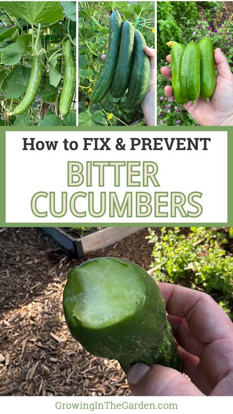 Why are cucumbers bitter? Find out the reasons behind this common problem and get tips on preventing and fixing bitter cucumbers. When To Harvest Cucumbers, Bitter Cucumbers, Garden Grid, Cucumber Gardening, Cucumber Varieties, Vine Fruit, Cucumber Canning, Planting Tips, Cucumber Plant