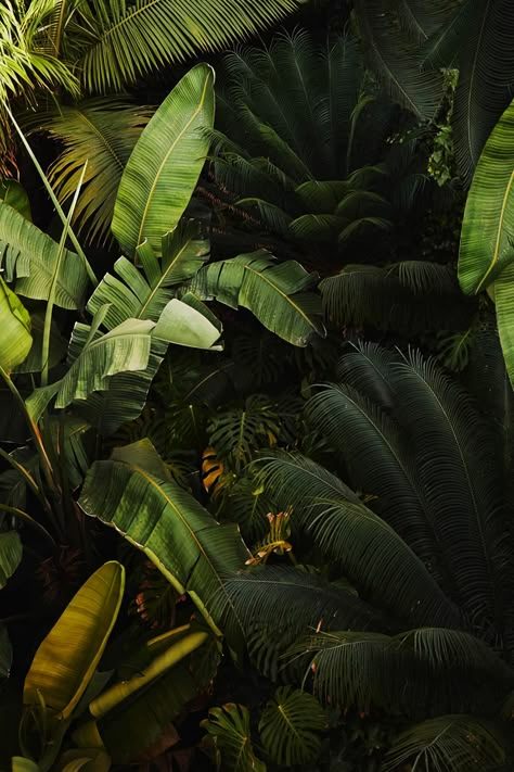 Plant Aesthetic, Tropical Rainforest, Aesthetic Images, Nature Aesthetic, Green Aesthetic, Lush Green, Tropical Plants, Iphone Background, Costa Rica