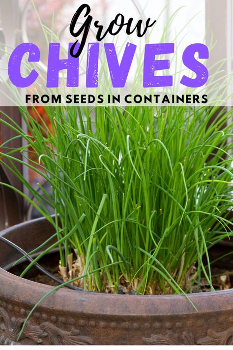 How To Grow Chives, Home Herb Garden, Grow Chives, Growing Chives, Chive Seeds, Garden For Beginners, Chives Plant, Chive Flower, Growing Cilantro