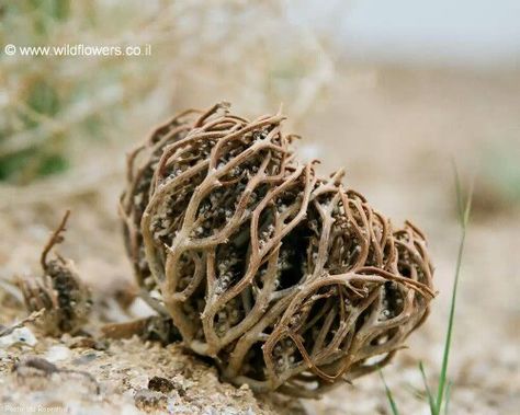 The Flower of Maryam - “resurrection plant.” It is referenced in the Bible in II Kings 19:34-36 and in Psalms 83:13, “make them like tumbleweed, St. Mary’s flower, resurrection plant, rose of Jericho, tumbling mustard, resurrection mustard. Resurrection Plant, Small Shrubs, Makkah, Alternative Medicine, Virgin Mary, Herbs, Health, Flowers, Plants