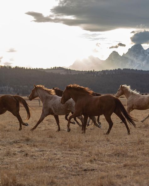 Diamond Cross Ranch, Wyoming Cowboys, Cowgirl Magazine, Western Life, Horse Aesthetic, Western Aesthetic, Horse Ranch, Ranch Life, Horse Life