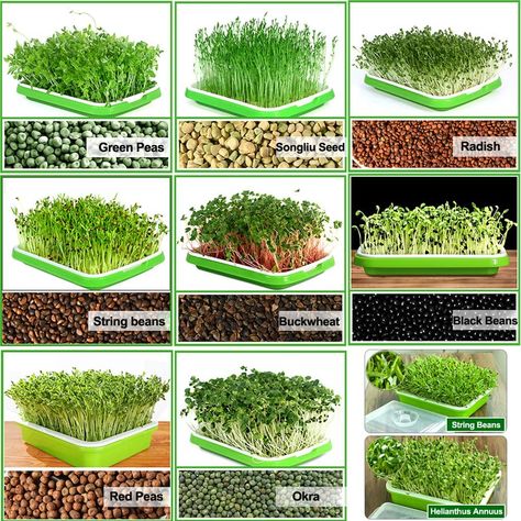 AmazonSmile : LeJoy Garden Seed Sprouter Tray BPA Free PP Soil-Free Big Capacity Healthy Wheatgrass Grower with Lid Sprouting Kit 13.4x9.84x4.72 inches(LxWxH) : Patio, Lawn & Garden Diy Microgreens, Microgreens Garden, Hydroponic Vegetables, Seed Sprouter, Growing Microgreens, Sprouting Seeds, Fotografi Iphone, Wheat Grass, Garden Seeds