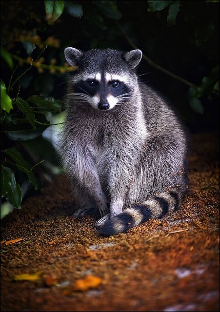 a visitor by jody9, via Flickr. (cute pic, but stay away from my chickens bro) Whimsical Animals, Cute Raccoon, Racoon, Woodland Creatures, On The Ground, Animal Planet, Forest Animals, Animal Photo, Nature Animals