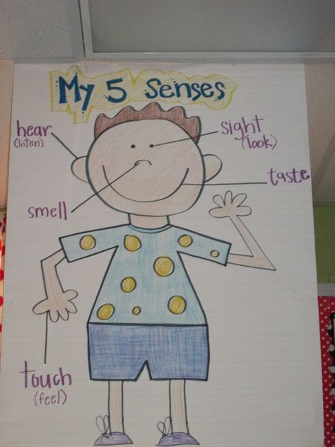 5 Senses Anchor Chart, seeing and identifying senses parts and words All About Me Steam Preschool, 5 Senses Anchor Chart, Senses Anchor Chart, Science Classroom Door, Five Senses Kindergarten, 5 Senses Craft, Preschool 5 Senses, 5 Senses Preschool, My 5 Senses