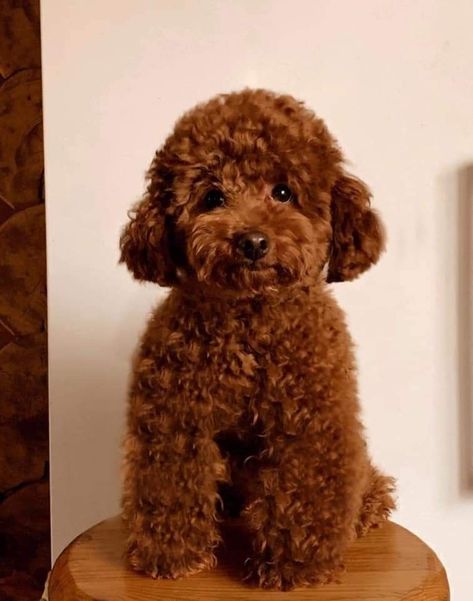 Red Toy Poodle Full Grown, Toy Poodle Puppy Cut, Small Dog Tattoo, Poodle Teddy Bear Cut, Poodle Puppy Cut, Brown Toy Poodle, Dogs Tattoo Ideas, Dog Ear Tattoo, Toy Poodle Haircut