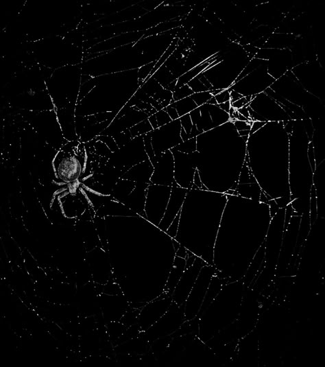 Spider Aesthetic, Spider Png, Black And White Widget, Photos For Wall, Iphone Decor, Spider Drawing, Bleach Shirt, Black Widow Spider, Phone Customization