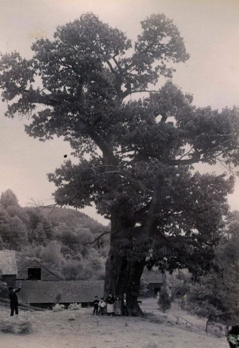 Nature, American Chestnut Tree, Big Trees California, Chesnut Tree, Chestnut Tree, American Chestnut, Tree Logs, Big Trees, Genetic Engineering