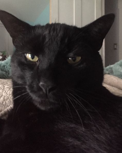 Mannie of The Black Cat Army says continue to worship his beautiful looks because he can see all yours 😻 Goofy Black Cat, The Black Cat, Black Cats, Worship, The Black, Black Cat, Memes, Animals, Quick Saves