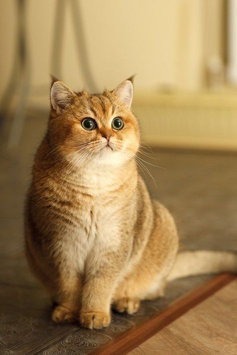 Quiet Cat, Exotic Shorthair Cat, Exotic Shorthair, Image Chat, British Shorthair Cats, Beautiful Cat Breeds, Orange Tabby, British Shorthair, Cute Cats And Kittens