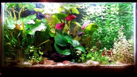 Female Beta Fish Sorority, Betta Sorority Tank Ideas, Sorority Tank Betta, Female Betta Fish Sorority, Beta Sorority Fish Tank, Betta Sorority Tanks, Walstad Method, Betta Sorority, Carp Pond