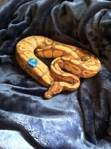 Black Ball Python, Ball Python Cute, Cute Ball Python Snakes, Snakes Cute, Banana Python, Banana Spider Ball Python, Pet Python, Pet Ball Python, Cute Ball Python