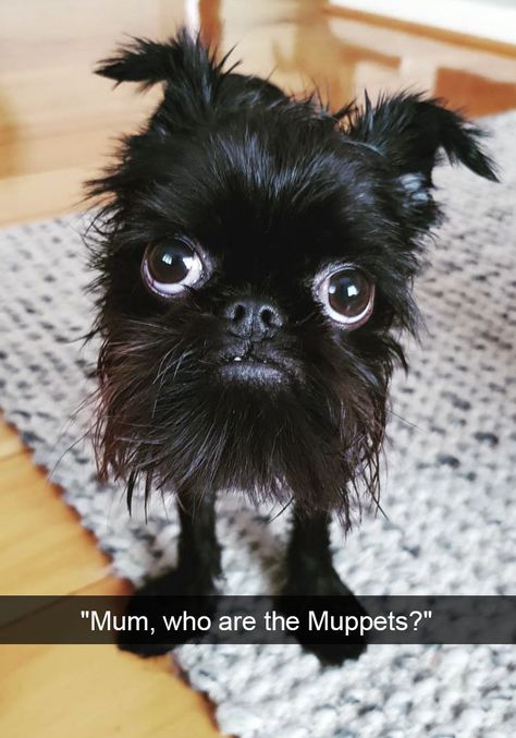 25+ Funny And Cute Dog Snapchats That Will Make Your Day (New Pics) Ugly Dogs, Famous Dogs, Baby Animals Funny, Funny Animal Memes, Animal Jokes, Funny Animal Pictures, Baby Dogs, Cute Little Animals, 귀여운 동물