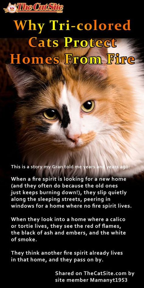 Cats Facts, Fire Spirit, Cat Spirit, Tabby Cats, Cat Spray, Cat Care Tips, Kitten Care, Cat Breed, Animal Facts