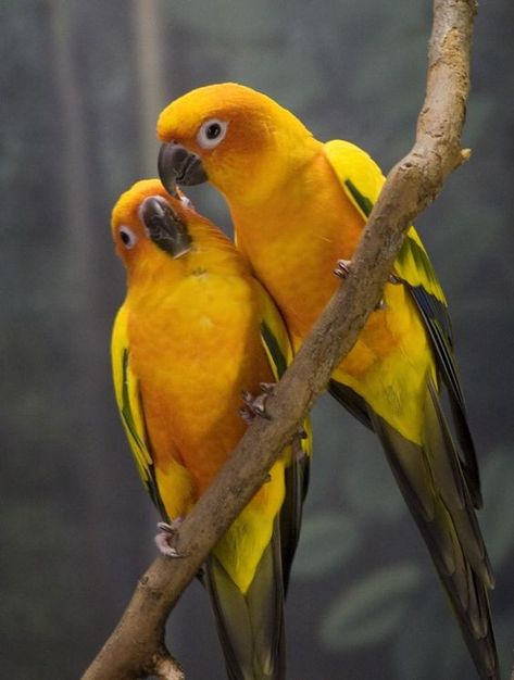 Birds Pics, Conure Parrots, Yellow Love, Sun Conure, Exotic Bird, Parrot Bird, Exotic Birds, Pretty Birds, Colorful Birds