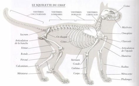 Anatomie du chat - Interne, externe, squelette et ventre (PlanèteAnimal) Cats Anatomy, Veterinary Science, Cat Skeleton, Cat Drawing Tutorial, Vet Medicine, Black Cat Tattoos, Cat Anatomy, Munchkin Cat, Animal Anatomy