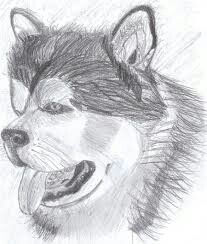 I am such a dog lover Husky Dog Drawing, Dog Drawing Easy, Husky Art, Baby Husky, Husky Drawing, Husky Faces, Dog Drawing Simple, Baby Huskies, Dog Sketch