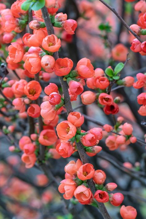 Red Quince Flowers blooming during spring in Japan Shrubs For Full Sun, Quince Flowers, Lilac Plant, Types Of Shrubs, Red Quince, Flowering Quince, Spring In Japan, Flowering Bushes, Apricot Blossom