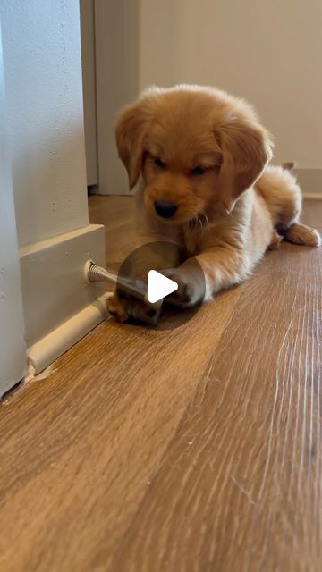 Gravy The Golden on Instagram: "Welcome To My Life, I’m Gravy 🐾 8 week old golden retriever puppy 💙 #goldenretriever #goldenretrievers #goldenretrieversofinstagram #goldenretrieverpuppy #goldenretrieverlovers #goldenretrieverlove #goldenretrievertoday #goldenretrieversworld #goldenretrieversrule #goldenretrieverlover #goldenretrieverpuppies #goldenretrieverofinstagram #goldenretriverworld #goldenretrieversofig #goldenretrieverclub #goldenretriever360 #goldenretrieverfunny" Cute Puppies Golden Retriever, Mini Golden Retriever, Golden Retriever Gif, Golden Retriever Baby, Welcome To My Life, Old Golden Retriever, Golden Retriever Funny, Golden Puppies, Golden Puppy