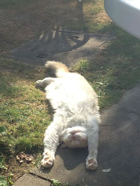 Cat Sunbathing, Take Over The World, Cat Summer, Cat Lounge, Taking A Nap, Sweet Kitty, Green Stuff, Cat Enclosure, Lots Of Cats