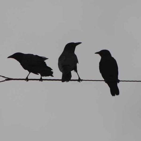 talk to me... Crow Silhouette, Wire Tattoo, Crow Tattoo, Crow Art, Raven Tattoo, Black Birds, Fine Art Photo Prints, Raven Art, Crows Ravens