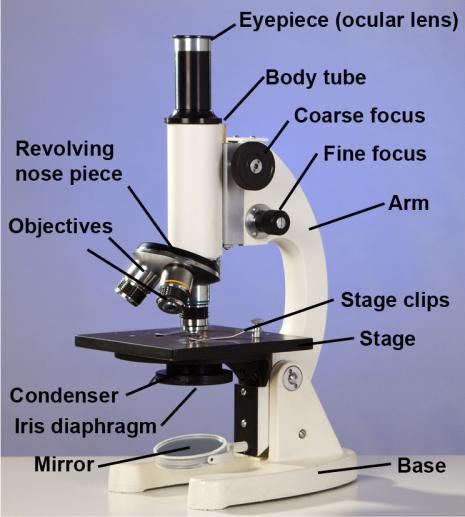 A compound microscope—one of the basic tools of science Compound Microscope Drawing With Label, Compound Microscope Drawing, Compound Microscope Parts, Microscope Aesthetic, Compound Light Microscope, Aesthetic Boarders, Aesthetic Boarders Designs, Black Wallpaper For Mobile, Boarders Designs