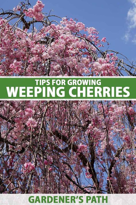 A weeping cherry is a type of ornamental flowering cherry tree with a gorgeous cascading growth habit. Featuring abundant blooms on its drooping branches, these trees are a delightful addition to the landscape. Learn how to grow and care for weeping cherry trees now on Gardener's Path. #weepingcherry #gardenerspath Evergreens For Shade, Yoshino Cherry Tree, Ornamental Cherry, Weeping Cherry Tree, Weeping Cherry, Japanese Cherry Tree, Flowering Cherry Tree, Black Thumb, Cherry Trees