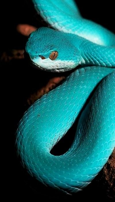 Teal / Turquoise Colorful Snakes, White Lips, Reptile Snakes, Beautiful Snakes, Reptiles And Amphibians, Amazing Animals, Animal Planet, Exotic Pets, Nature Animals