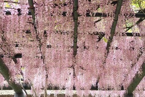 Wisteria Floribunda ‘Rosea’ (Pink Japanese Wisteria) American Wisteria, Japanese Wisteria, Pink Wisteria, Chinese Wisteria, Home Stratosphere, Wisteria Plant, Wisteria Vine, Purple Wisteria, Growing Vines