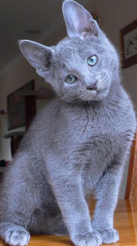 Russian Blue, Russian Blue Kitten, Nebelung, Söt Katt, Russian Blue Cat, Domestic Cat, Blue Cats, Cute Kittens, Pretty Cats