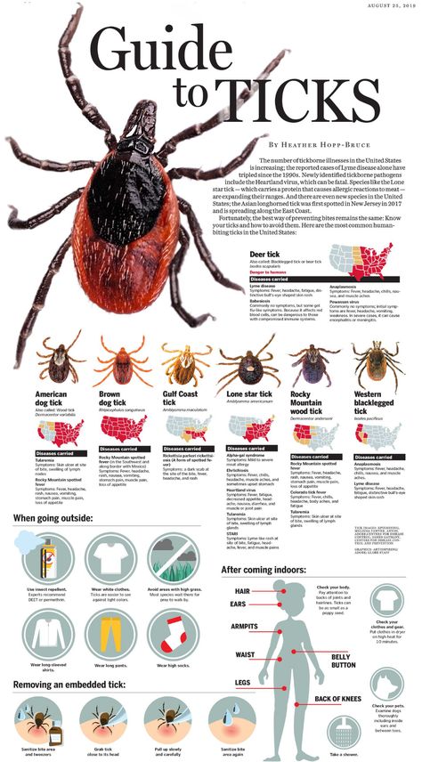 Know your ticks and how to avoid them - The Boston Globe Ticks On Dogs, Deer Ticks, Survival Skills Life Hacks, Survival Life Hacks, Survival Techniques, Angler Fish, Emergency Prepping, Wilderness Survival, Arachnids