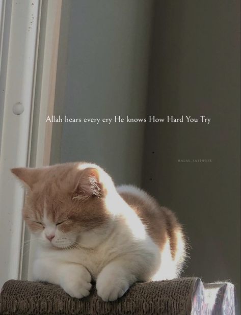 Islamic Cat Quotes, Beautiful Islamic Quotes Inspiration, Beautiful Islamic Quotes Aesthetic, Quotes For Status Whatsapp, About For Whatsapp, Cat Motivation, Friendship Quotes Short, Whatsapp About, Quotes For Him Short