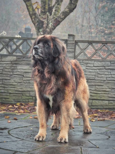 Bubba" Leokings Center Stage @Hillhaven Jun Ch Jun CW 15 #Leonberger #Pets #Hillhaven #Dogs Leon Burger Dog, Leon Berger Dog, Leonberger Dog, Dog Characters, Beautiful Dogs Photos, Akc Breeds, Dream Dog, Great Danes, Fluffy Dogs