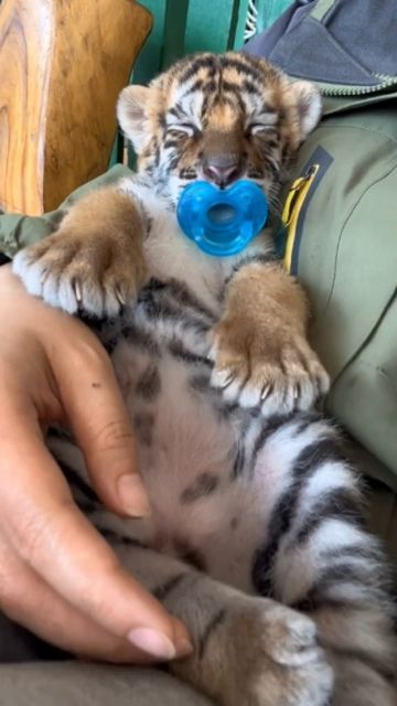 Tigers Videos on Instagram: "Beautiful baby 😍 @tigers_videos (not a pet) Video: DM for credits #bigcats #tiger #cuteanimal #wildlife #tigres" Cute Tiger Pictures, Tiger Cute Aesthetic, Cute Tigers Aesthetic, Cute Animals Tiger, Tiger Pet, Tigers Videos, Tiger Video, Cute Tiger Cubs, Tiger Baby