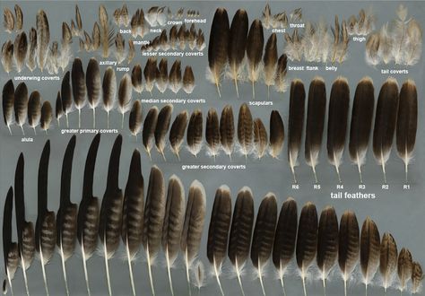 eagle feathers Bald Eagle Feather, Eagle Feather Tattoos, Feather Identification, Hawk Feathers, Types Of Feathers, Imperial Eagle, Eagle Feather, Eagle Feathers, Feather Fan