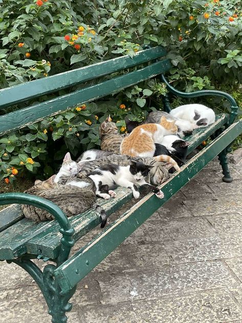 Cats Sleeping On A Bench In Whidbey Island, Wa. I Had To Stop And Take A Picture On My Walk! Cats Sleeping, Sleeping Animals, World Cat, Foster Kittens, Whidbey Island, Senior Cat, Kitten Rescue, Old Cats, Take A Picture