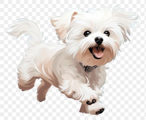 Maltese Cartoon, Maltese Terrier, Dog Run, Dog Running, Dog Animation, Coton De Tulear, Dog Png, Maltese Dog, Maltese Puppy