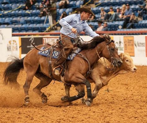 Pin on Dreams Horse Ranches, English Horses, Roping Horse, Working Cow Horse, Ranch Horse, Western Horses, Cowboy Life, Cow Horse, Cute Horse Pictures