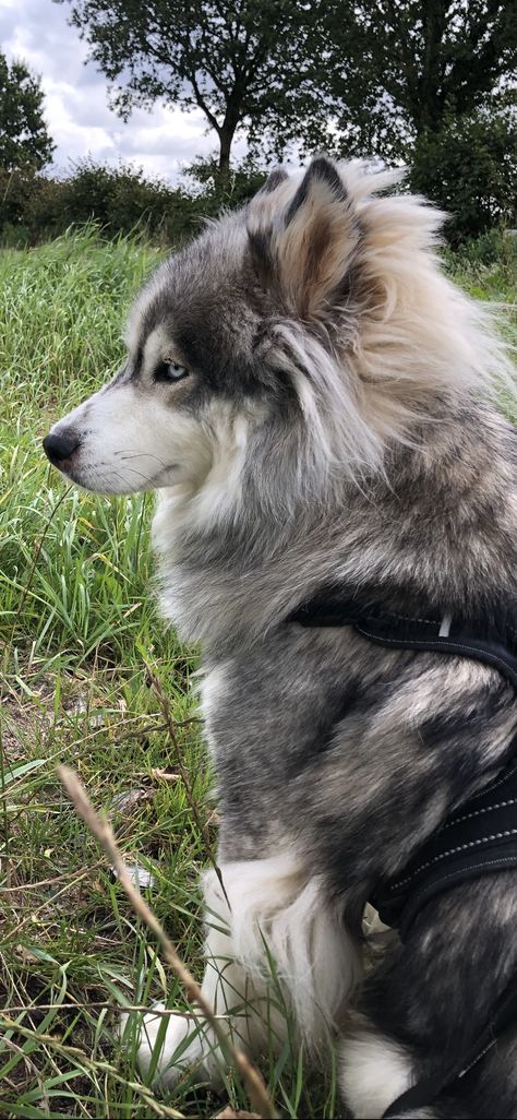 Samoyed Husky Mix Puppies, Alaskan Malamute Wallpaper, Blonde Husky, Sable Husky, Long Haired Husky, Agouti Husky, Chloe Liese, Malamute Husky, Bryer Horses