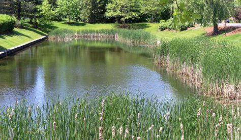 With spring rains upon us, making sure your retention or detention pond is in proper working order to keep water away from landscaped and paved areas, and in the pond where it belongs. 🌊🌧  (Photo by RStarovich) #landscaping #ponds #spring Detention Pond, Pond Aesthetic, Retention Pond, Pond Maintenance, Natural Pond, Pond Landscaping, Backyard Water Feature, Architecture Sketchbook, Sloped Garden