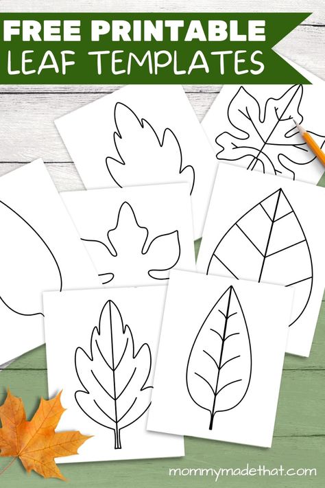 Leave Printables Leaf Template, Leaf Suncatcher Template, Leaf Playdough Mats, My Autumn Leaf Printable, Pre K Leaf Activities, Leaf Cutout Template Free Printable, Leaf Outlines Free Printable, Pumpkin Leaf Template Free Printable, Leaf Man Preschool Activities