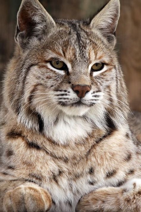 Bobcat (Lynx rufus) North America Bobcat Pictures, Small Wild Cats, Regnul Animal, Exotic Cats, Majestic Animals, Large Cats, Wildlife Animals, Lynx, Pretty Cats