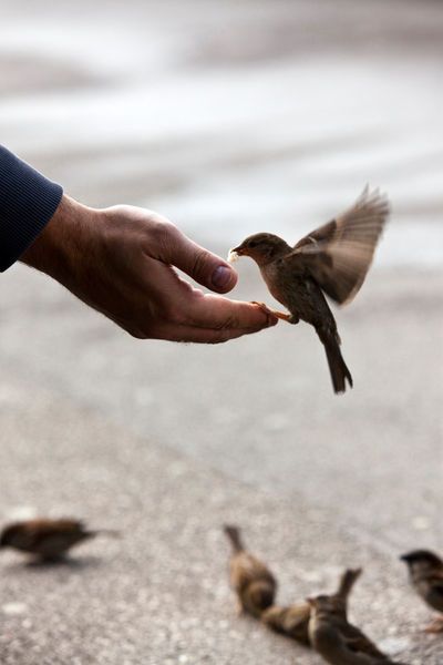 Feeding Birds, Gallery Prints, Muslim Images, Bird Feeding, Hand Photography, Christian Images, Wallpaper Nature Flowers, Best Photo Poses, Boy Photography Poses